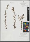 Foto von Salix alba L.